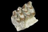 Oreodont (Merycoidodon) Jaw Section - South Dakota #140906-1